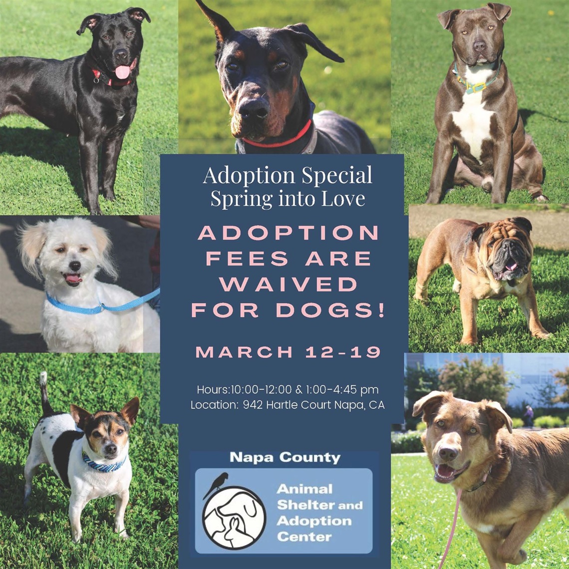 Sprint into Love Adoption Special